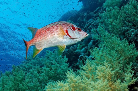 Sabre squirrelfish (Sargocentron spiniferum) swims over coral reef with Litophyton arboreum (Litophyton arboreum)