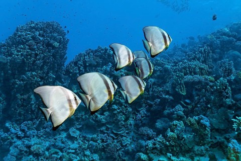 Small swarm Longfin Batfishes (Platax teira) swims over coral reef