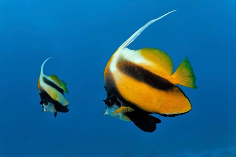 Red Sea bannerfishes (Heniochus intermedius) swimming in the open sea