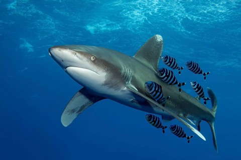Oceanic whitetip shark (Carcharhinus longimanus) with Pilot Fish (Naucrates ductor) swims under sea surface in the open sea