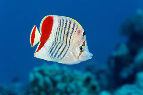 Eritrean butterflyfish (Chaetodon paucifasciatus) swims over coral reef
