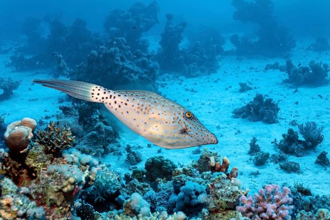 Scrawled filefish (Aluterus scriptus) swims over coral reef