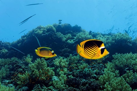Diagonal Butterflyfish (Chaetodon fasciatus) swims over coral reef