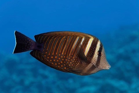 Desjardin's sailfin tang (Zebrasoma desjardinii) swims over coral reef