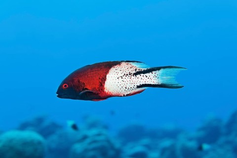 Lyre-tail hogfish (Bodianus anthioides) swims over coral reef