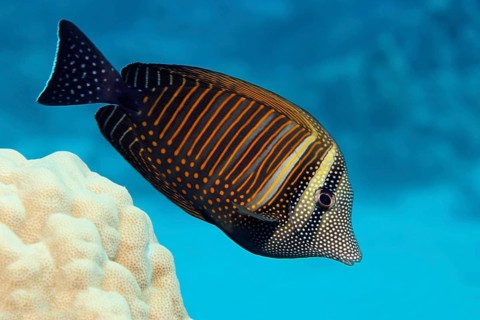 Desjardin's sailfin tang (Zebrasoma desjardinii) swims over coral reef