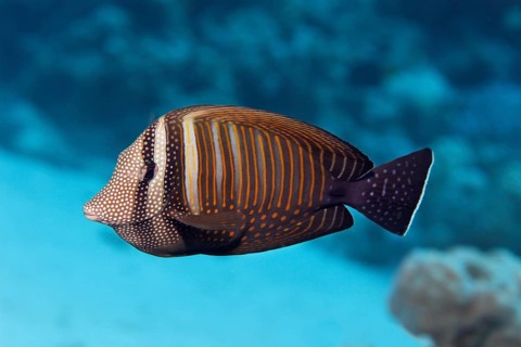 Desjardin's sailfin tang (Zebrasoma desjardinii) swims over coral reef