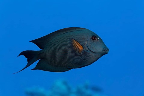 Striated surgeonfish (Ctenochaetus striatus) swims over coral reef