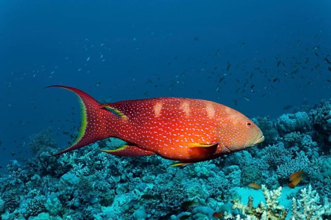 Yellow-edged lyretail (Variola louti) floats over coral reef