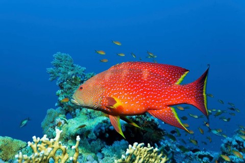 Yellow-edged lyretail (Variola louti) floats over coral reef