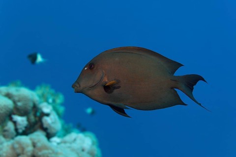 Striated surgeonfish (Ctenochaetus striatus) swims over coral reef