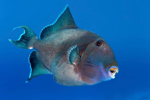 Blue triggerfish (Pseudobalistes fuscus) swims in the open sea