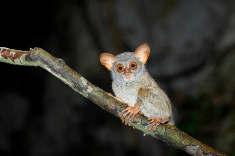 Sulawesi-Tarsier (Tarsius tarsier) sits on branch