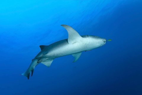 Tawny nurse shark (Nebrius ferrugineus) swimming in the open sea