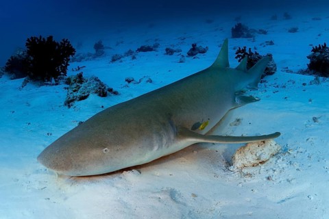 Tawny nurse shark (Nebrius ferrugineus) lies on a sandy bottom