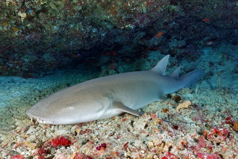 Tawny nurse shark (Nebrius ferrugineus) lies in Shelter