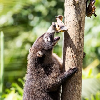 White-nosed coati (Nasua narica) Laguna del Lagarto