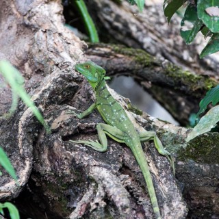 Emerald Basilisk