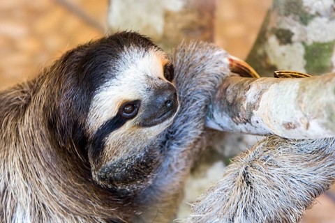 Sloth (Bradypus Variegatus) Braunkehl-Faultier