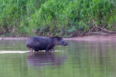 Baird's tapir (Tapirus bairdii)