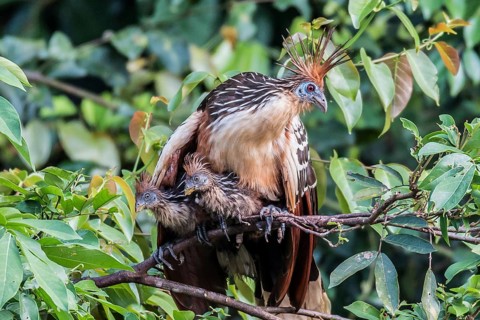 Hoatzin (Opisthocomus hoazin)