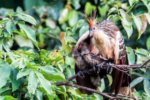 Hoatzin (Opisthocomus hoazin)