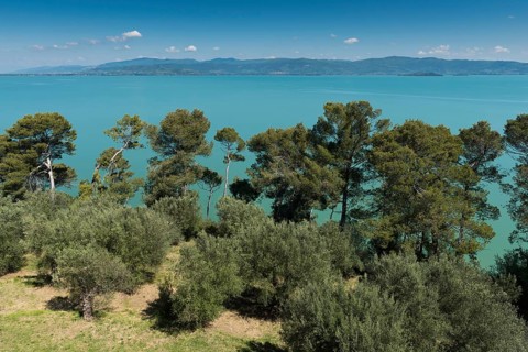 Pine (Pinus) Trees on the banks of Lake Trasimeno or Lago Trasimeno