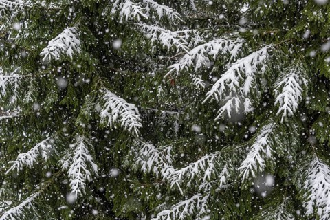 Fir branches in snow storm