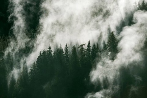 Waft of mist over forest of coniferous trees