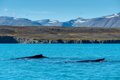 Swimming humpback whales (Megaptera novaeangliae)