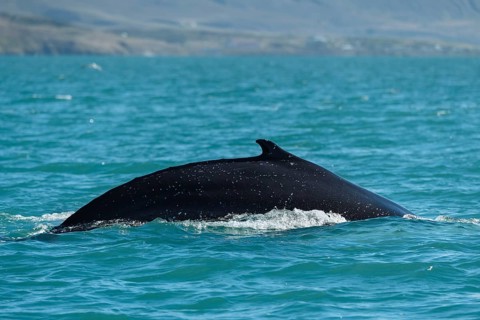 Humpback whale (Megaptera novaeangliae) diving