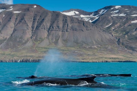 Humpback whales swimming and blowing