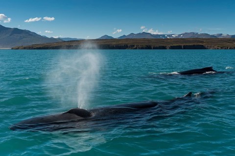 Humpback whales (Megaptera novaeangliae) swimming and blowing