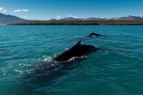 Humpback whales (Megaptera novaeangliae) swimming