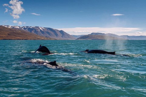 Humpback whales (Megaptera novaeangliae) swimming