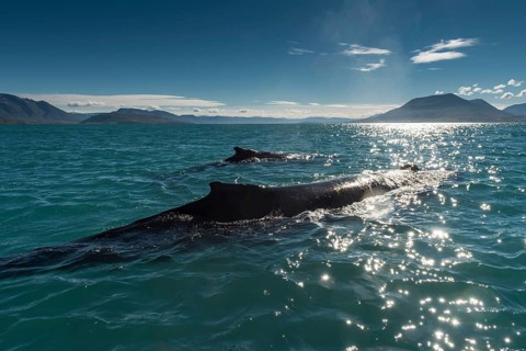 Humpback whales (Megaptera novaeangliae) swimming