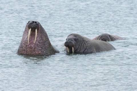 Walruses (Odobenus rosmarus) in water