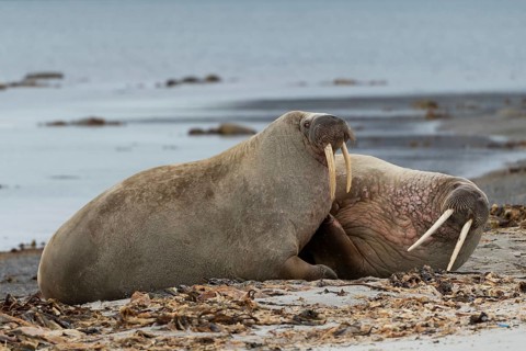 Two Walruses (Odobenus rosmarus)