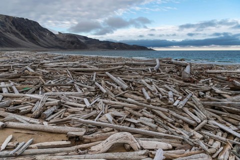 Driftwood