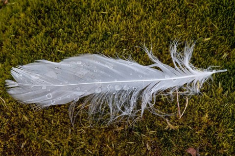 Dew drops on a white bird feather in the moss