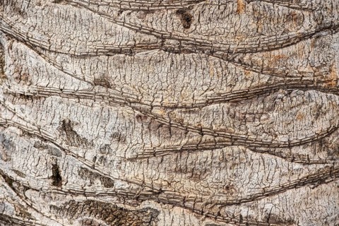 Bark of a palm (Palmae)