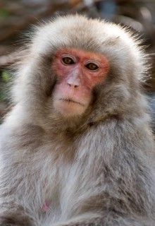 Japanese Macaque (Macaca fuscata)