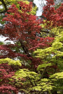 Green and red leaves of Fullmoon Maple (Acer japonicum)