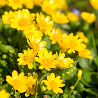 Lesser celandine (Ranunculus ficaria) in bloom