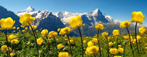 Globe Flowers (Trollius europaeus)