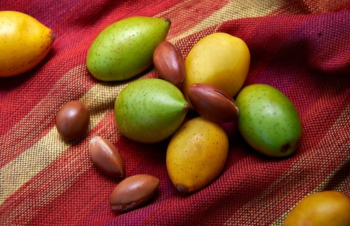 Fresh Argan fruits and Argan nuts (Argania spinosa)