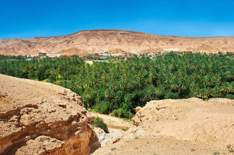 Date palms of the oasis of Mides
