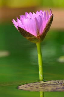 star lotus (Nymphaea nouchali) with pink blossom