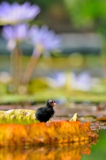 Common Moorhen (Gallinula chloropus)