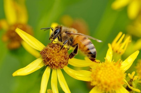 Bee (Apis) sits on lower of Common Ragwort (Senecio jacobaea)
